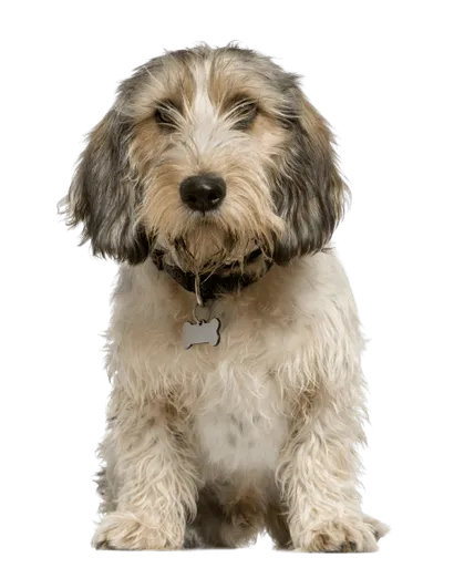 Petit-Basset-Griffon-Vendeen-3