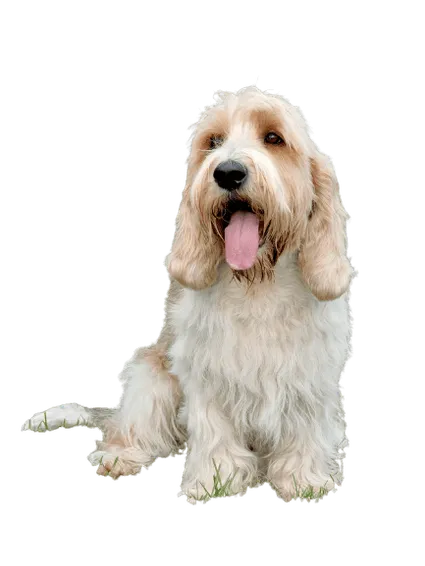 Petit-Basset-Griffon-Vendeen-5