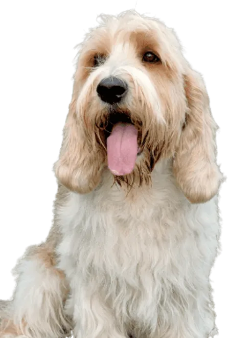 Bild für Petit Basset Griffon Vendéen