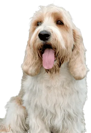 Petit Basset Griffon Vendéen