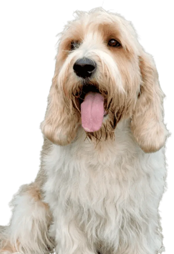 Petit Basset Griffon Vendéen Bild