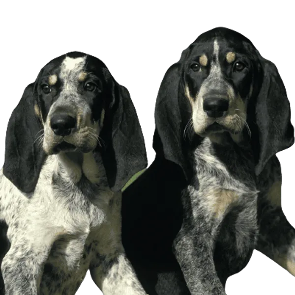 Petit Bleu de Gascogne Bild