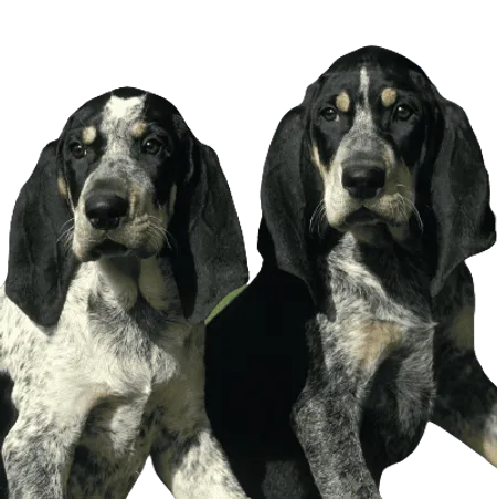 Bild für Petit Bleu de Gascogne