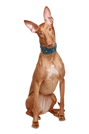Pharaoh-Hound-5