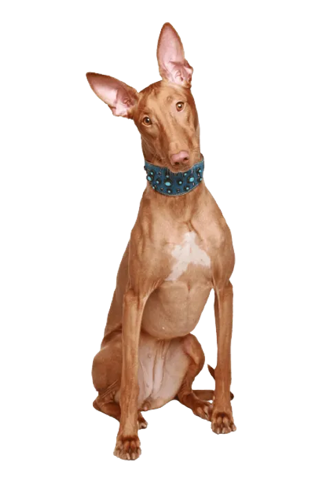Pharaoh-Hound-5