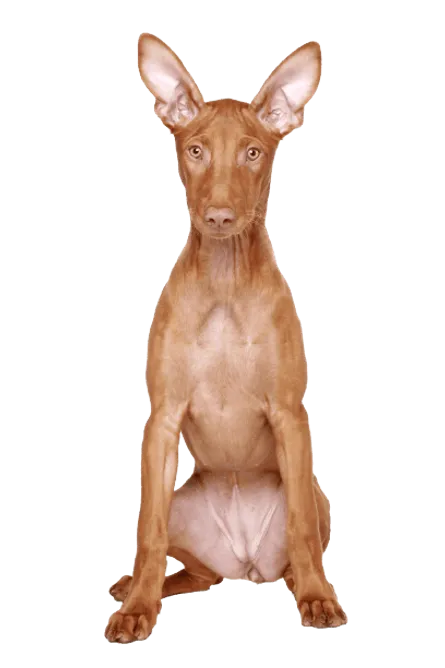 Pharaoh-Hound-6