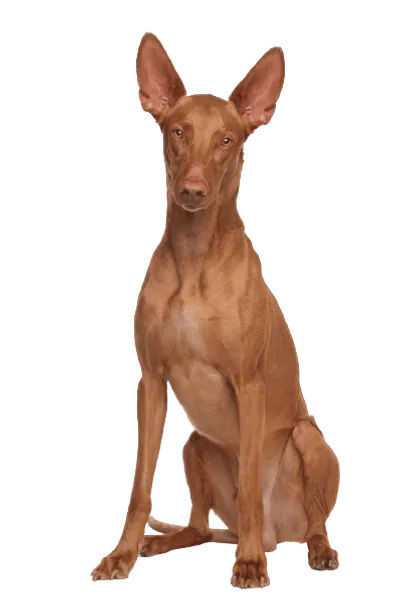Pharaoh-Hound-4