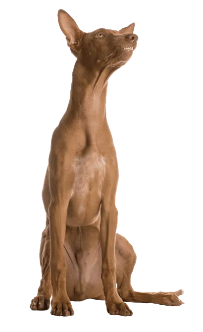 Pharaoh-Hound-3