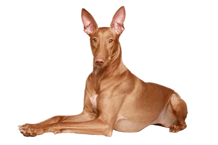 Pharaoh-Hound-2