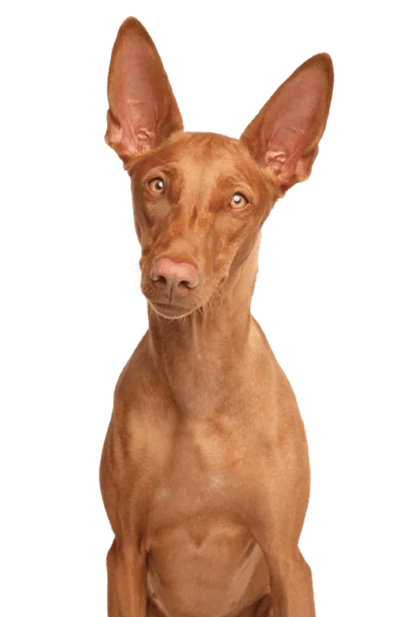 Pharaonenhund Bild