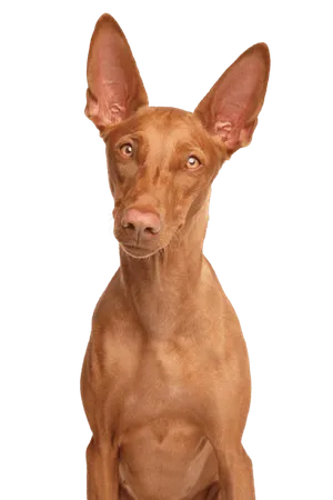 Pharaonenhund