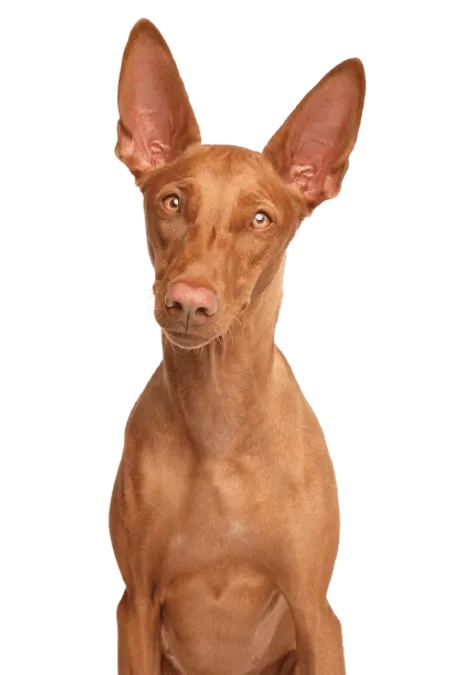 Bild für Pharaonenhund