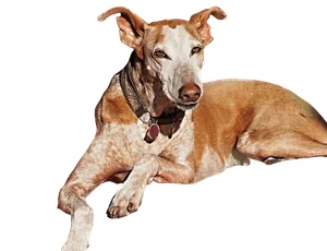 Podenco Canario