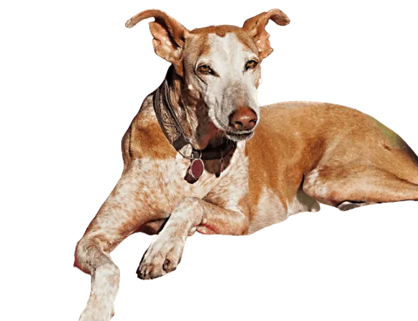 Podenco Canario Bild