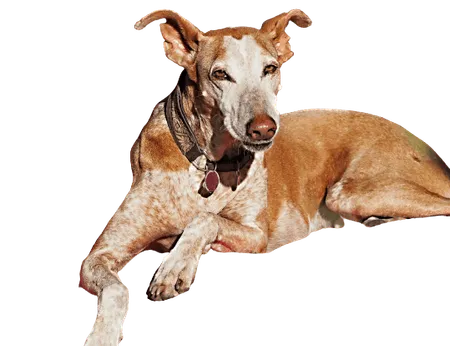 Bild für Podenco Canario