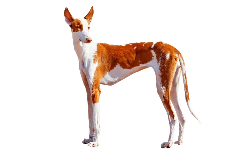 Podenco-Ibicenco-4