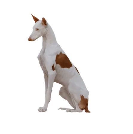 Podenco-Ibicenco-7