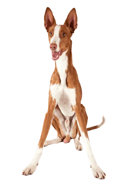 Podenco-Ibicenco-3