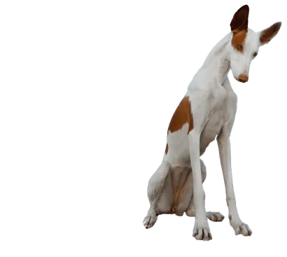 Podenco-Ibicenco-2