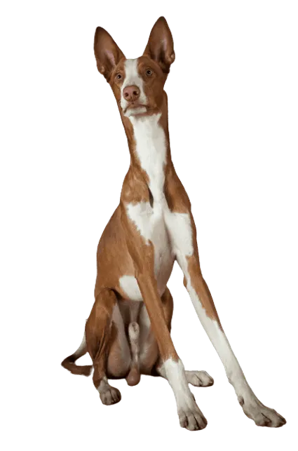 Podenco-Ibicenco-5