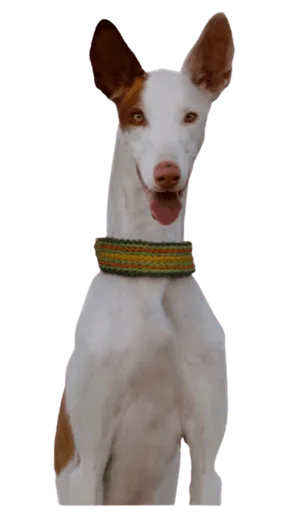 Podenco Ibicenco
