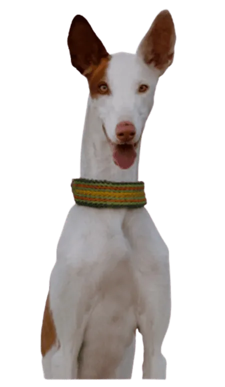 Bild für Podenco Ibicenco