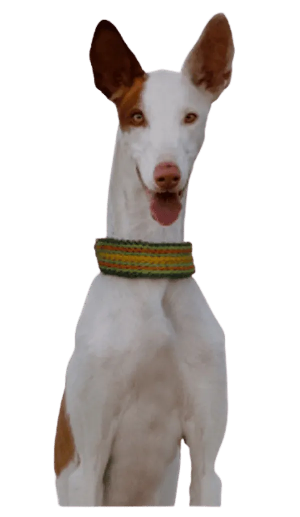 Podenco Ibicenco Bild