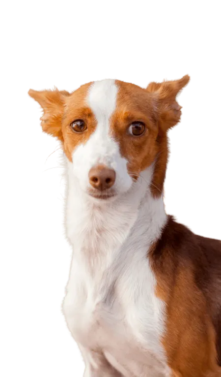 Bild für Podengo Português