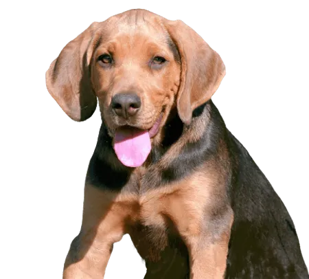 Bild für Polnische Bracke