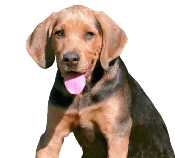 Polnische Bracke Bild