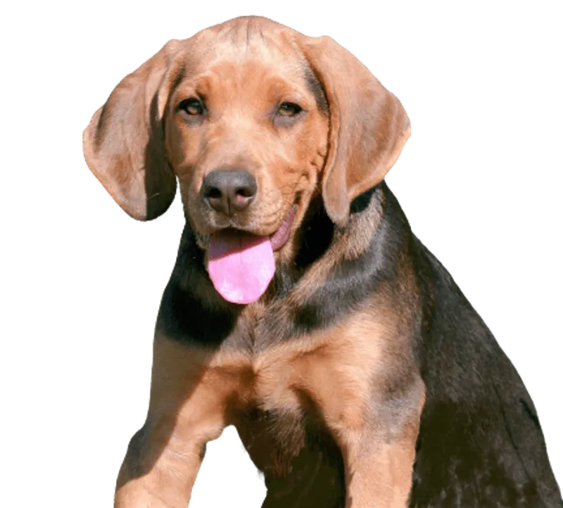 Bild für Alles über den Zahnwechsel bei Welpen: Wann verlieren sie ihre Milchzähne?