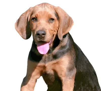 Bild für Alles über den Zahnwechsel bei Welpen: Wann verlieren sie ihre Milchzähne?