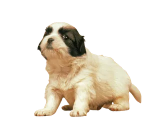 Polski-Owczarek-Nizinny-2