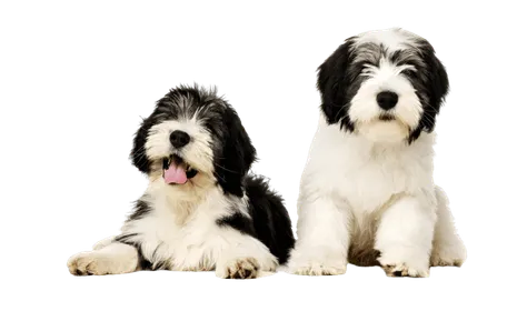 Polski-Owczarek-Nizinny-7-1