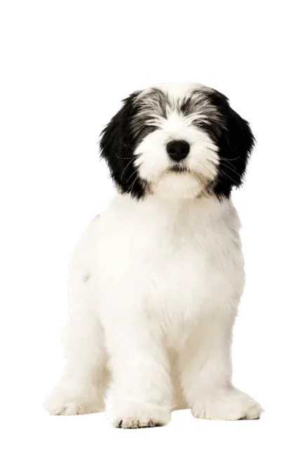 Polski-Owczarek-Nizinny-6