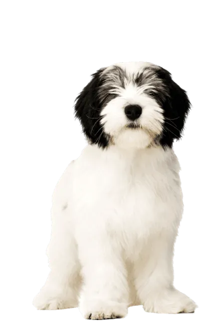 Polski-Owczarek-Nizinny-6