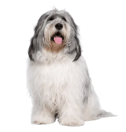 Polski-Owczarek-Nizinny-5-1