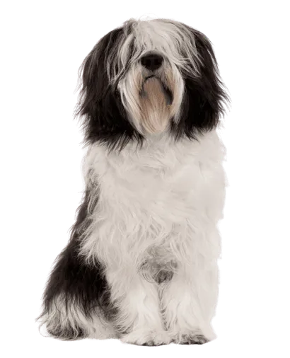 Polski-Owczarek-Nizinny-3