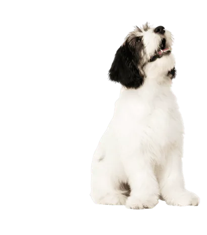 Polski-Owczarek-Nizinny-6-1