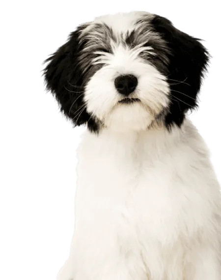 Bild für Polski Owczarek Nizinny