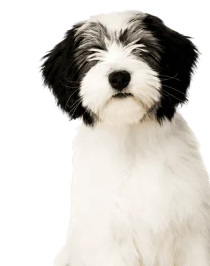 Polski Owczarek Nizinny