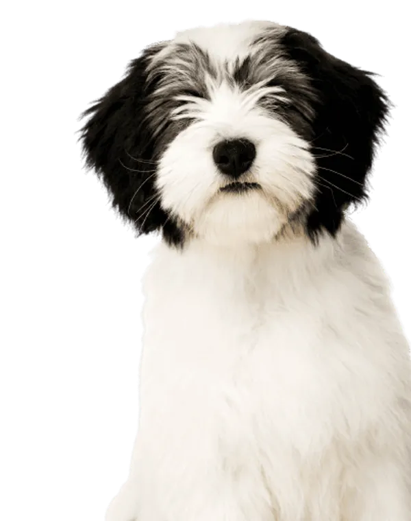 Polski Owczarek Nizinny Bild