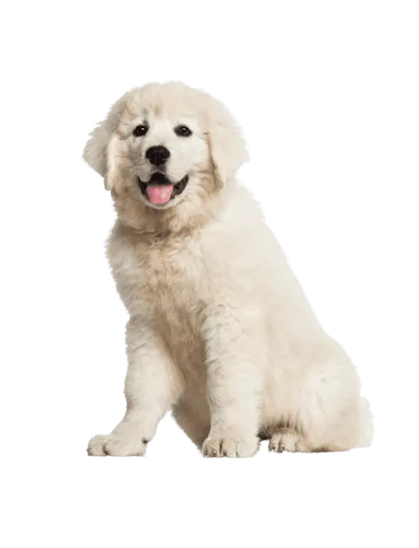 Polski-Owczarek-Podhalanski-puppy