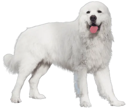 Polski-Owczarek-Podhalanski-3