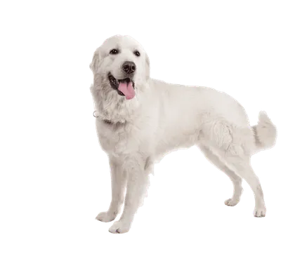 Polski-Owczarek-Podhalanski-1