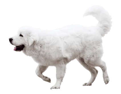 Polski-Owczarek-Podhalanski-2