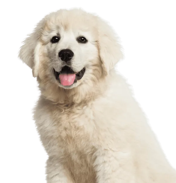 Polski Owczarek Podhalanski Bild