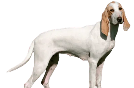 Bild für Porcelaine