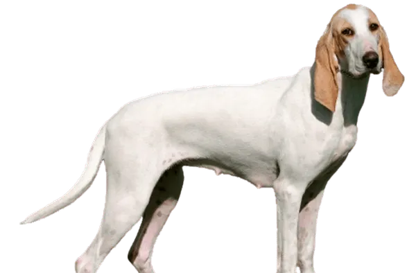 Porcelaine Bild