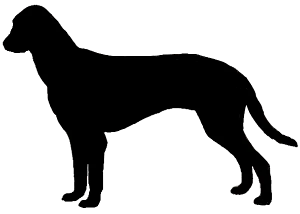 Posavski Gonič Bild